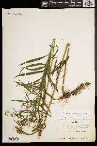 Solidago graminifolia var. nuttallii image