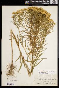 Solidago graminifolia image