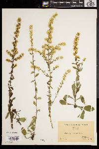 Solidago hispida image