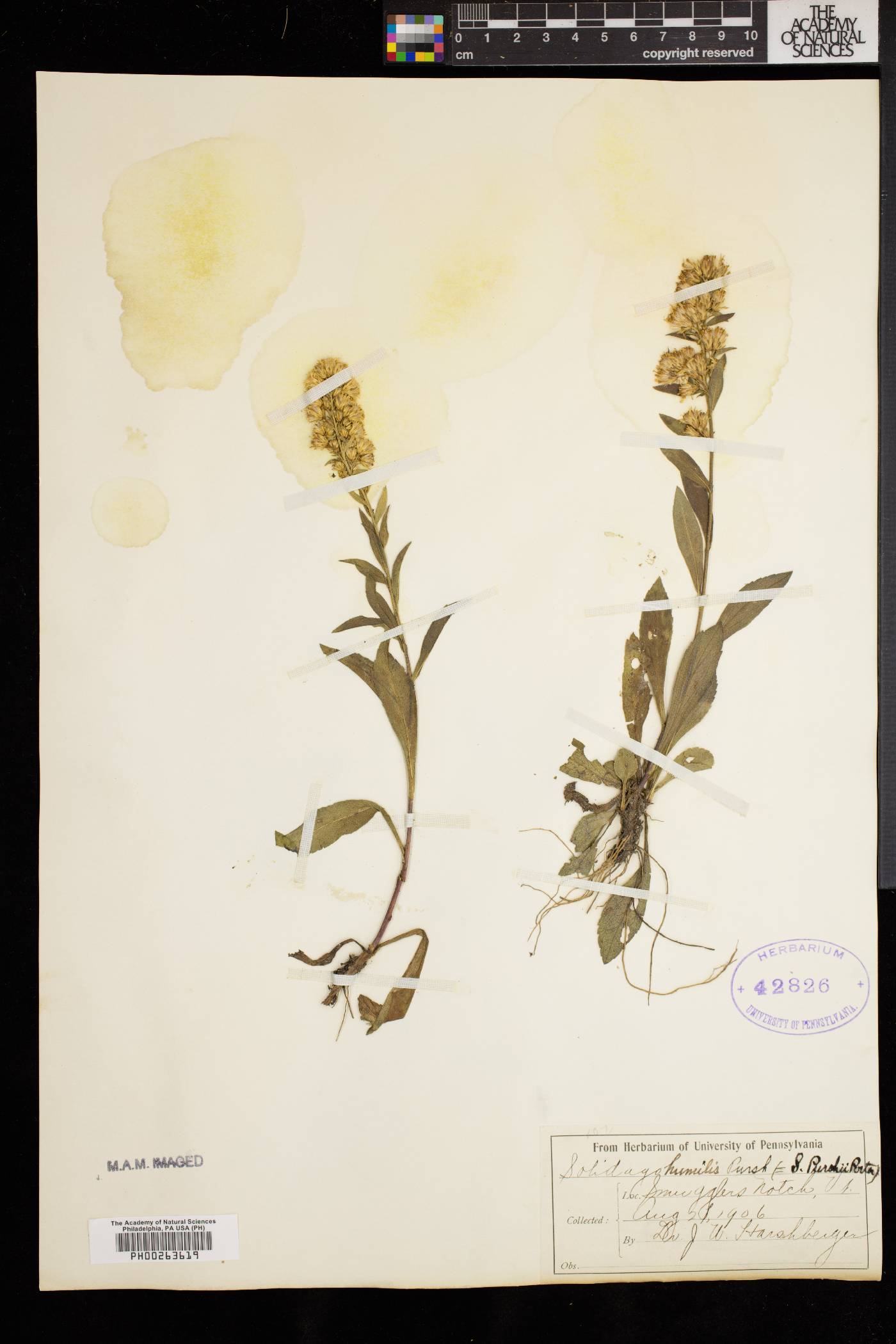 Solidago humilis image