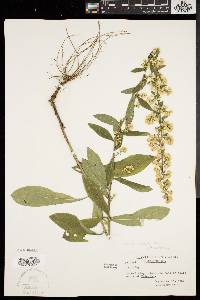 Solidago hispida image