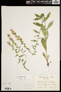 Solidago hispida image