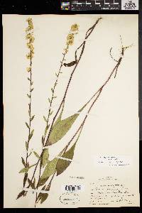 Solidago hispida image