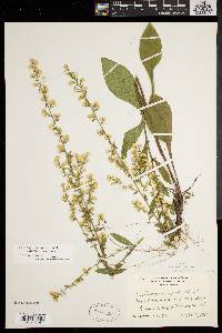 Solidago hispida image