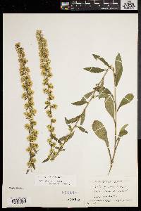 Solidago hispida image