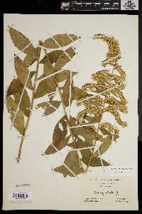 Solidago latissimifolia image