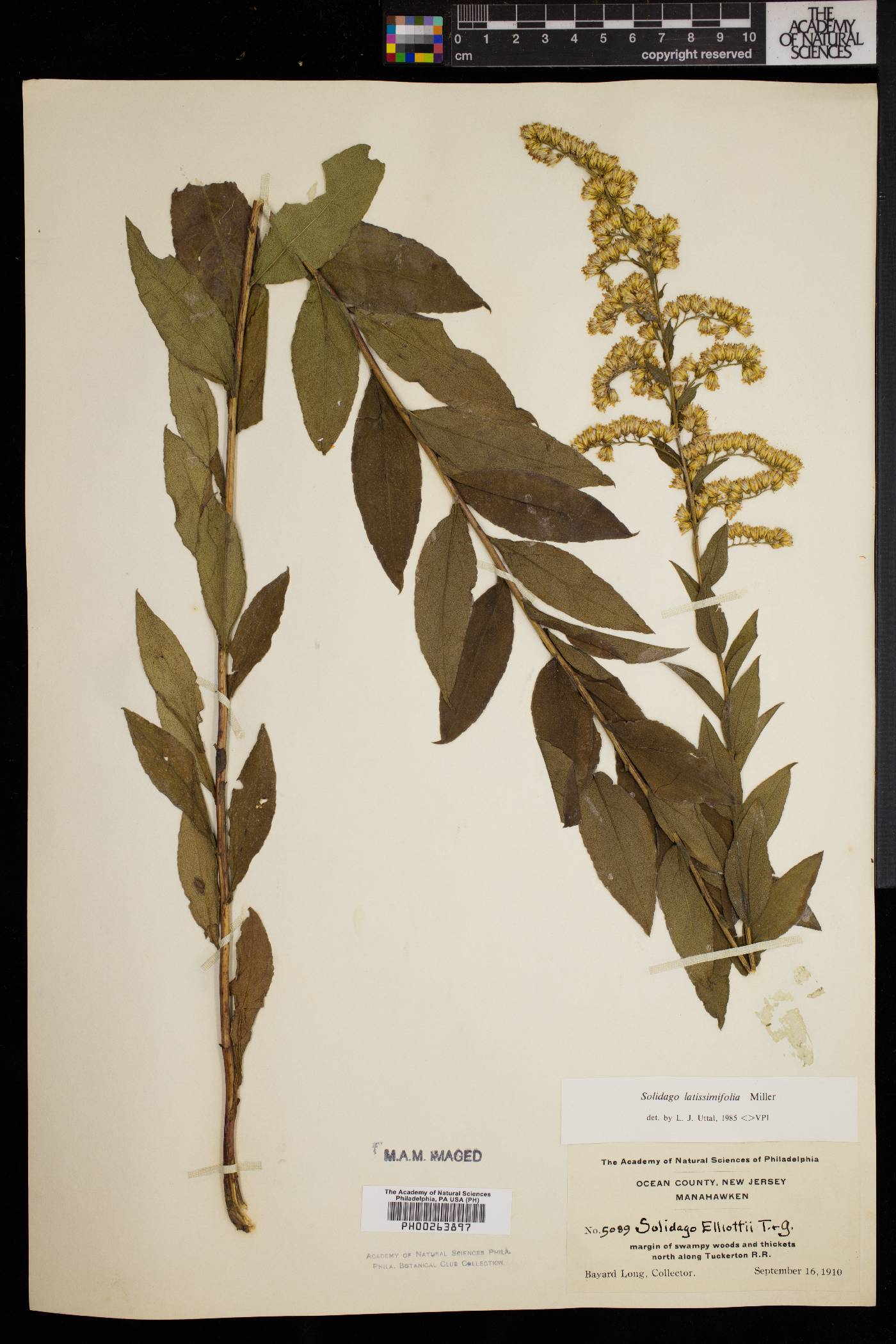 Solidago latissimifolia image