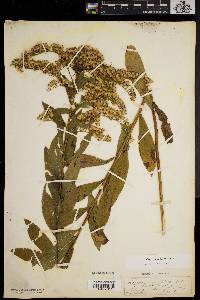 Solidago latissimifolia image