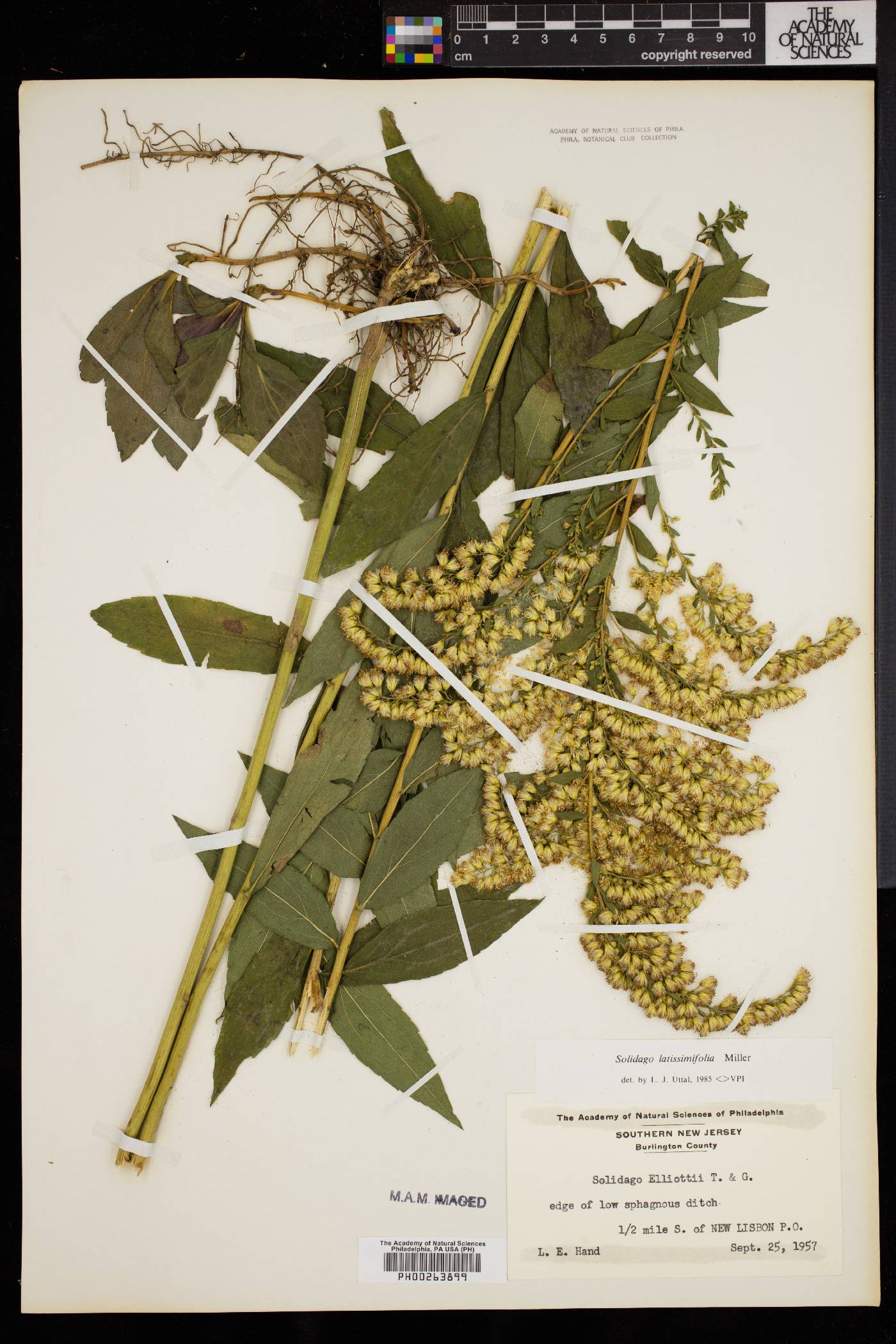 Solidago latissimifolia image