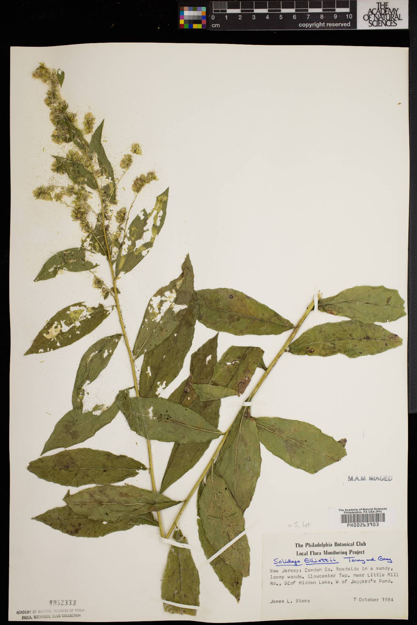 Solidago latissimifolia image