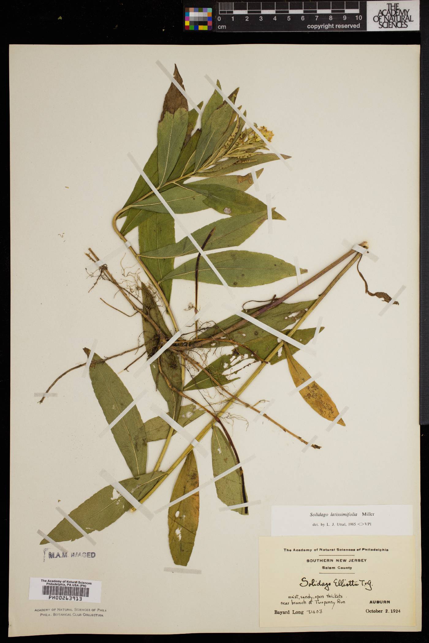 Solidago latissimifolia image