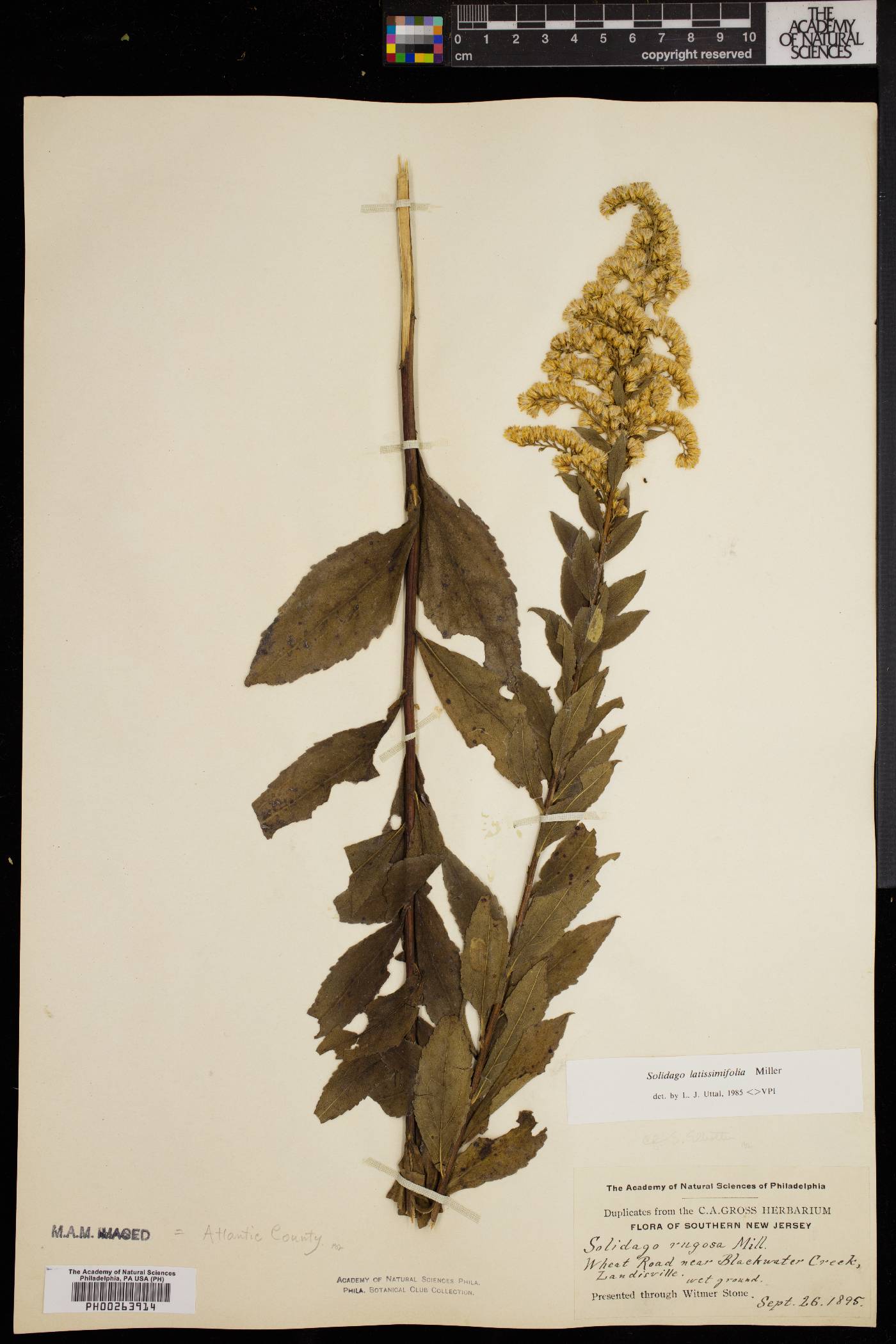 Solidago latissimifolia image