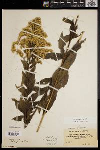 Solidago latissimifolia image