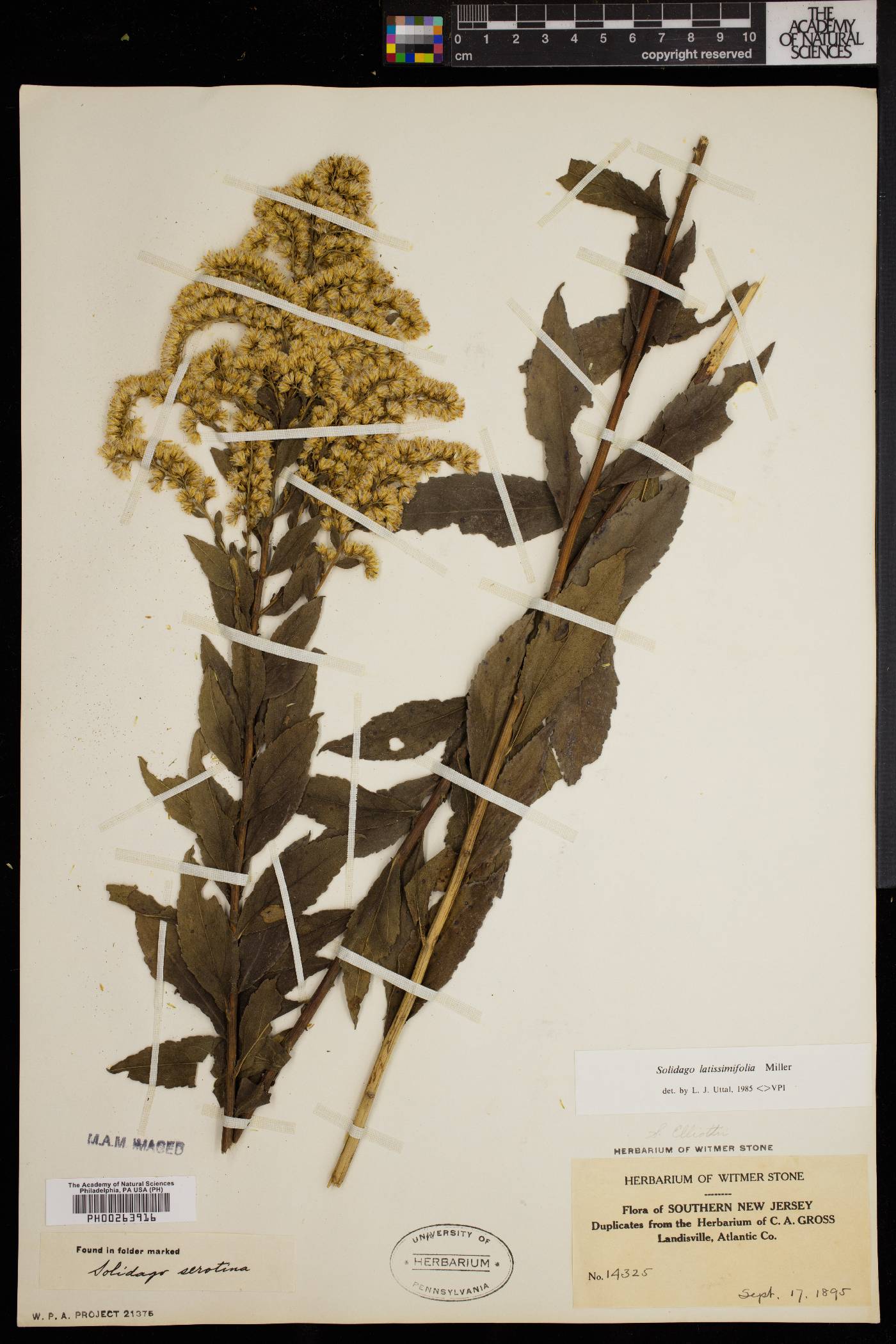 Solidago latissimifolia image