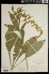 Solidago patula image