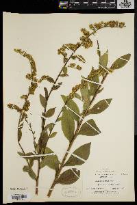 Solidago patula image