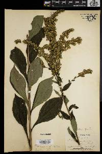 Solidago patula image