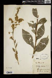 Solidago patula image