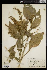 Solidago patula image