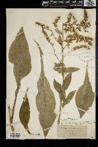 Solidago patula image