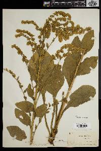 Solidago patula image