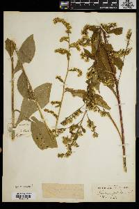 Solidago patula image