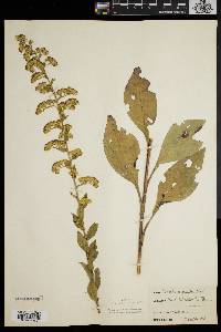 Solidago patula image