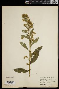 Solidago patula image