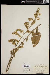 Solidago patula image