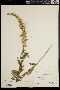 Solidago patula image