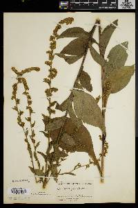 Solidago patula image