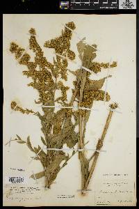 Solidago patula image