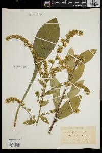 Solidago patula image