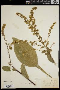 Solidago patula image