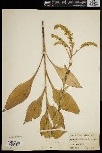 Solidago patula image