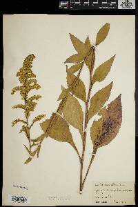 Solidago patula image