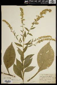 Solidago patula image