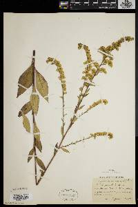 Solidago patula image