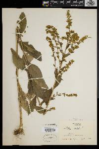 Solidago patula image