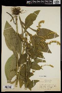 Solidago patula image