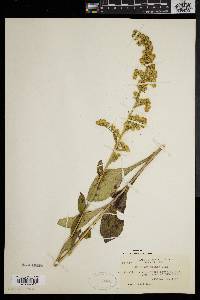 Solidago patula image