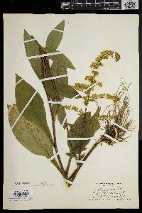 Solidago patula image