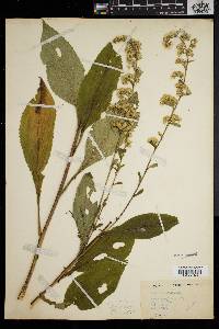 Solidago patula image