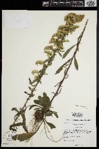 Solidago patula image