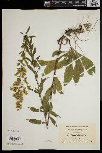 Solidago puberula image