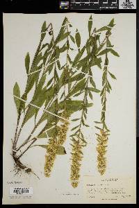 Solidago puberula image