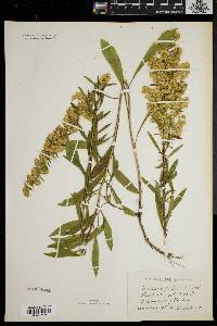 Solidago puberula image