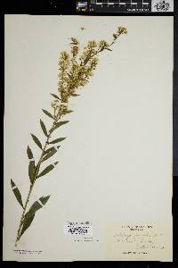 Solidago puberula image