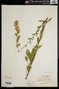 Solidago puberula image