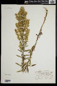 Solidago puberula image